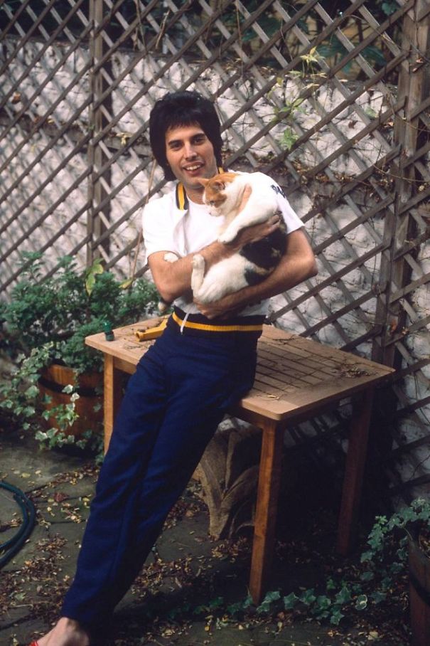 20 photos de Freddie Mercury et ses chats qu’il aimait et traitait comme ses propres enfants ! By Ipnoze.com Freddie-mercury-chats-010