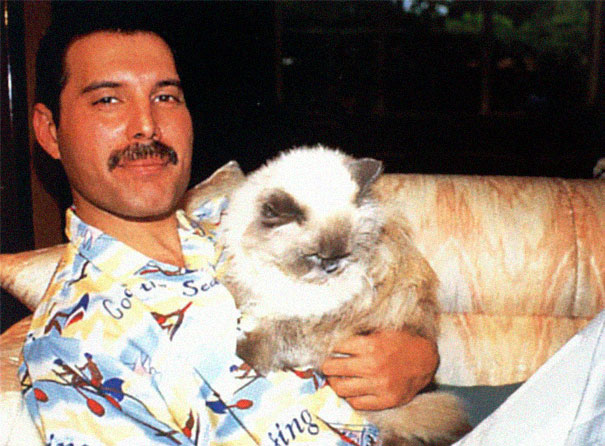 20 photos de Freddie Mercury et ses chats qu’il aimait et traitait comme ses propres enfants ! By Ipnoze.com Freddie-mercury-chats-011