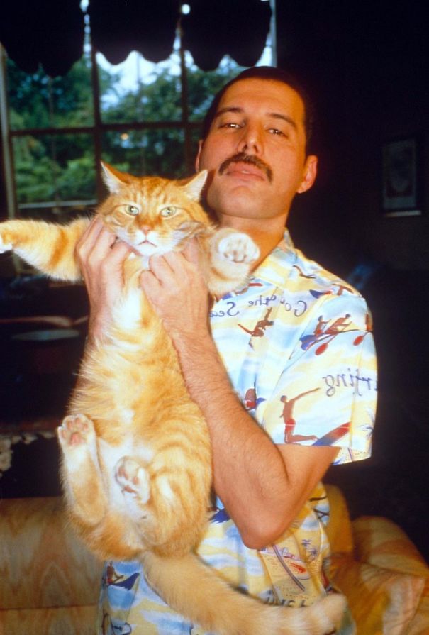 20 photos de Freddie Mercury et ses chats qu&#8217;il aimait et traitait comme ses propres enfants