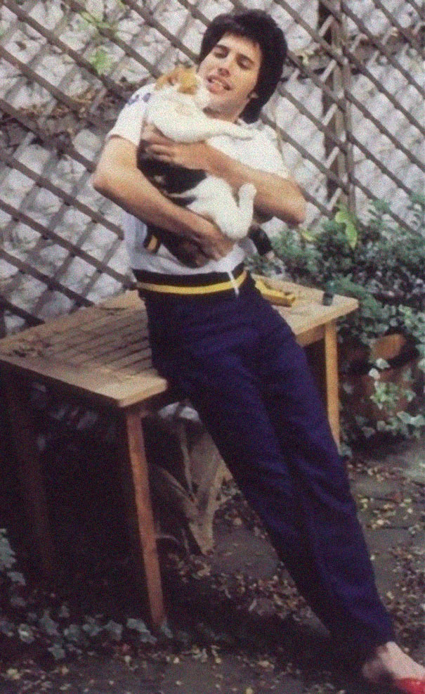 20 photos de Freddie Mercury et ses chats qu’il aimait et traitait comme ses propres enfants ! By Ipnoze.com Freddie-mercury-chats-014