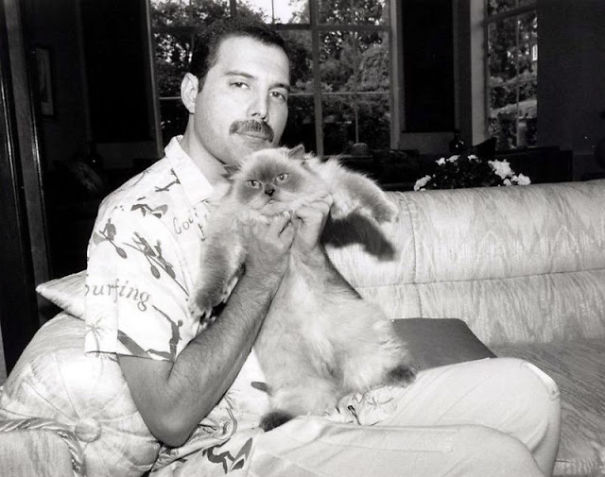 20 photos de Freddie Mercury et ses chats qu’il aimait et traitait comme ses propres enfants ! By Ipnoze.com Freddie-mercury-chats-016