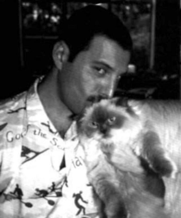 20 photos de Freddie Mercury et ses chats qu&#8217;il aimait et traitait comme ses propres enfants