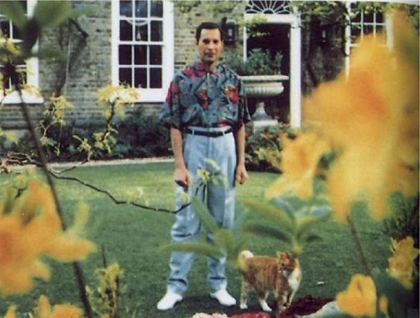 20 photos de Freddie Mercury et ses chats qu’il aimait et traitait comme ses propres enfants ! By Ipnoze.com Freddie-mercury-chats-020