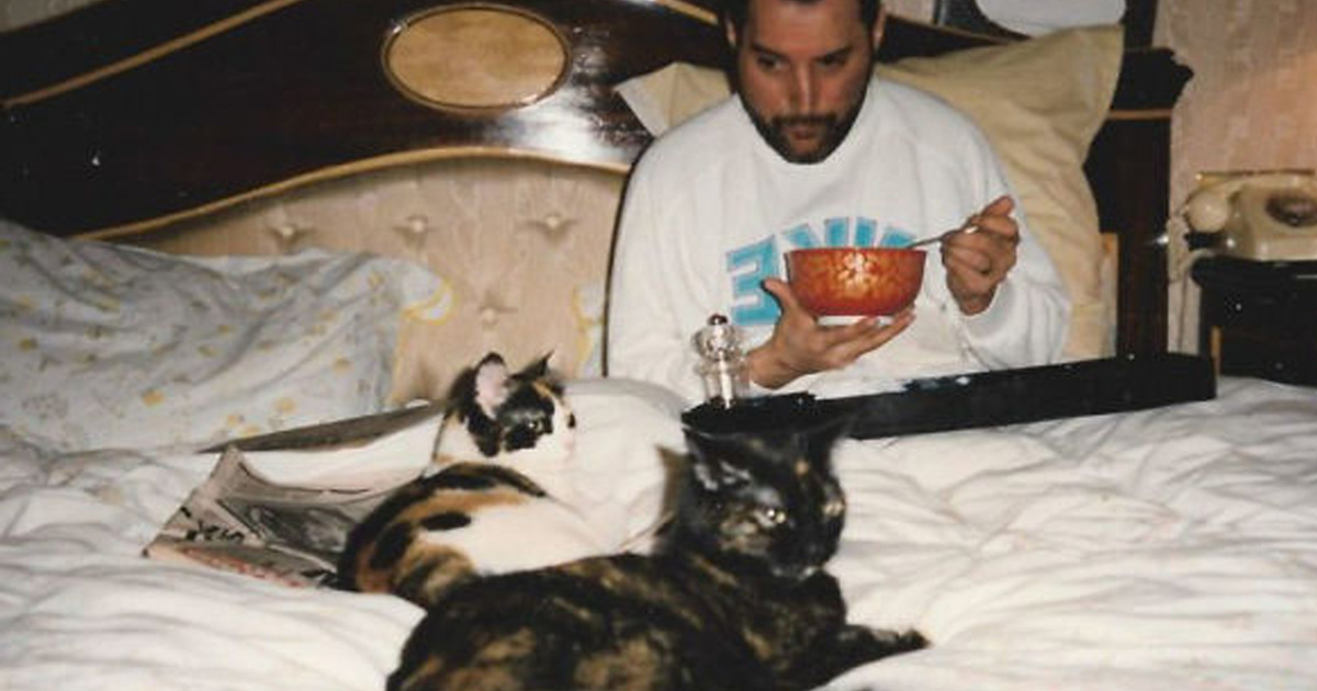 20 photos de Freddie Mercury et ses chats qu’il aimait et traitait comme ses propres enfants