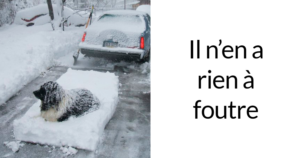 Des gens publient des photos hilarantes de leurs terre-neuve et c’est fou comme ils sont massifs (22 images)