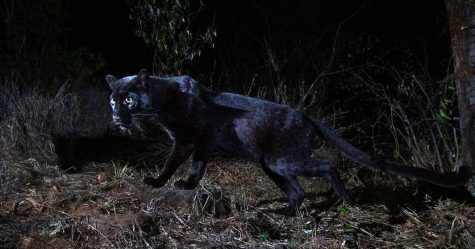 Un rare léopard noir a été photographié pour la première fois en 100 ans en Afrique