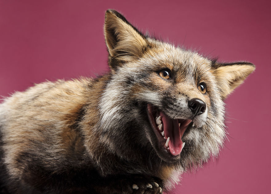 J’ai photographié des renards dans mon studio et je suis tombé amoureux de leurs personnalités