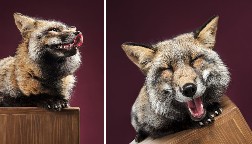 J’ai photographié des renards dans mon studio et je suis tombé amoureux de leurs personnalités
