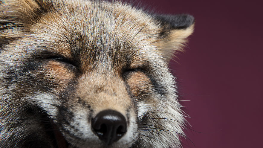 J’ai photographié des renards dans mon studio et je suis tombé amoureux de leurs personnalités