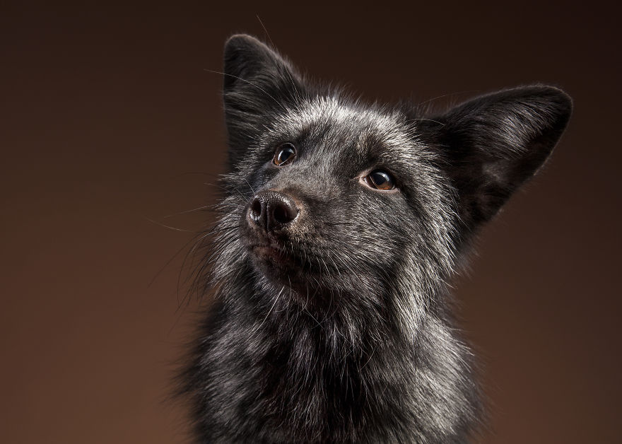 J’ai photographié des renards dans mon studio et je suis tombé amoureux de leurs personnalités