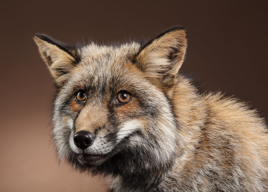 J’ai photographié des renards dans mon studio et je suis tombé amoureux de leurs personnalités