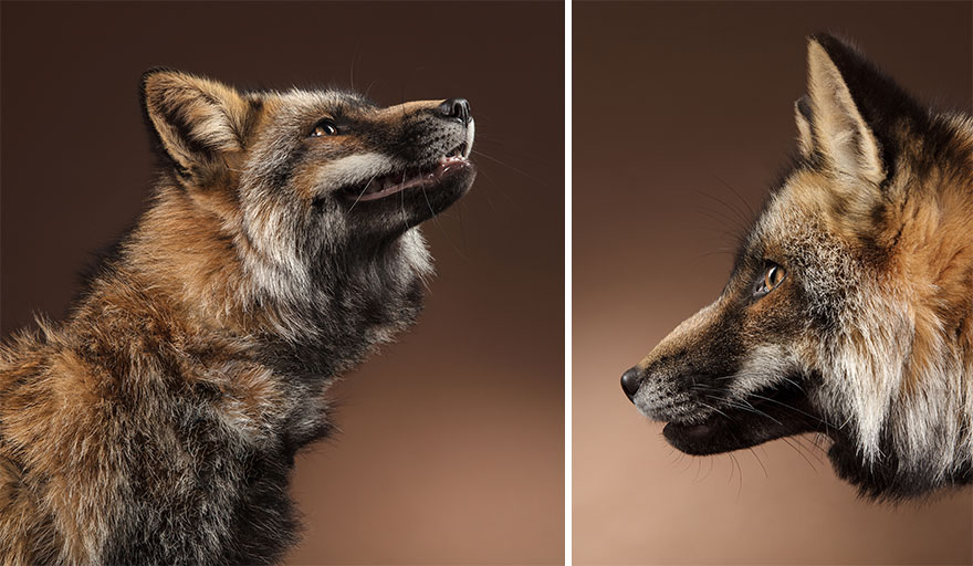 J’ai photographié des renards dans mon studio et je suis tombé amoureux de leurs personnalités