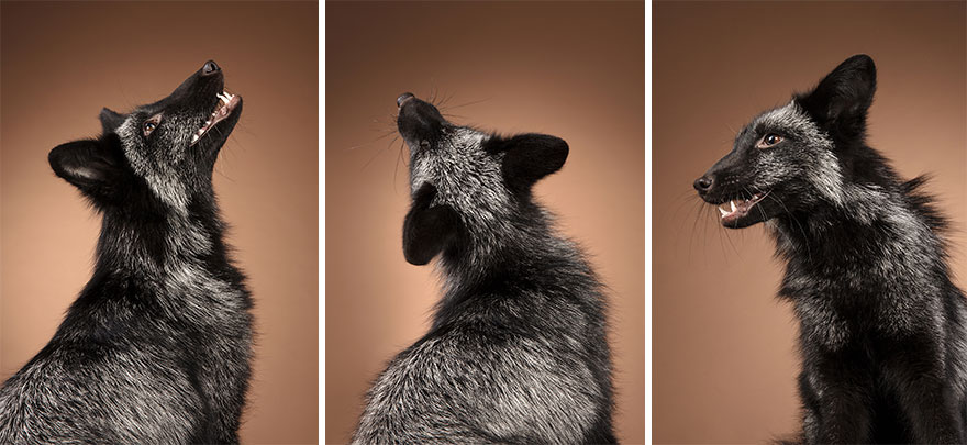 J’ai photographié des renards dans mon studio et je suis tombé amoureux de leurs personnalités