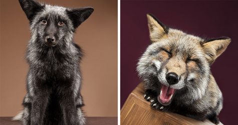 J’ai photographié des renards dans mon studio et je suis tombé amoureux de leurs personnalités