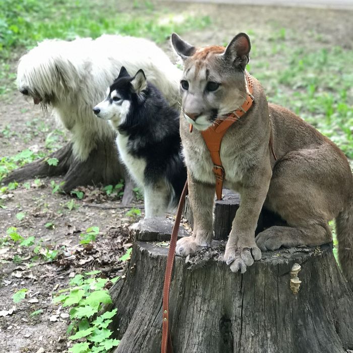 Ce puma a été sauvé d’un zoo, mais ne peut pas être relâché dans la nature, alors il vit comme un chat domestique gâté