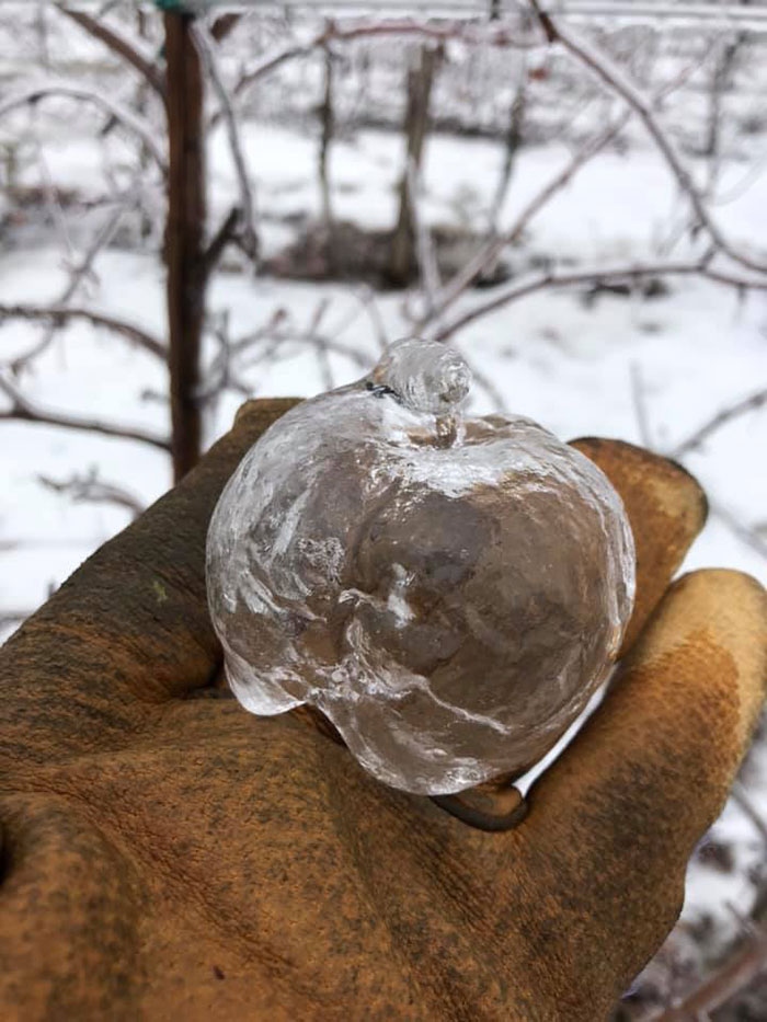 Ce fermier a été surpris de trouver des « pommes fantômes » dans les arbres après le vortex polaire