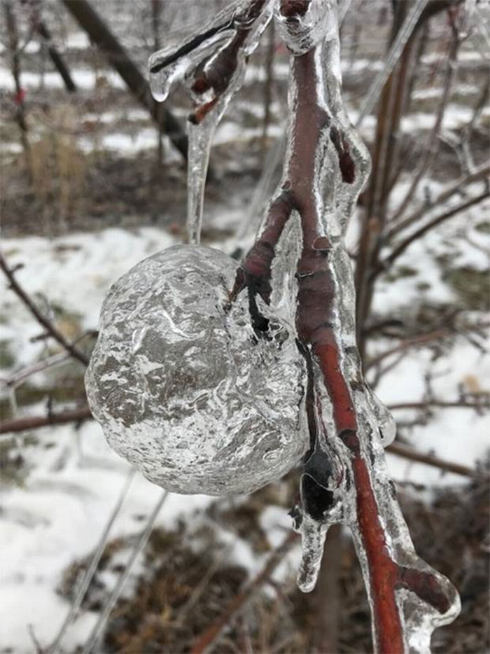 Ce fermier a été surpris de trouver des « pommes fantômes » dans les arbres après le vortex polaire
