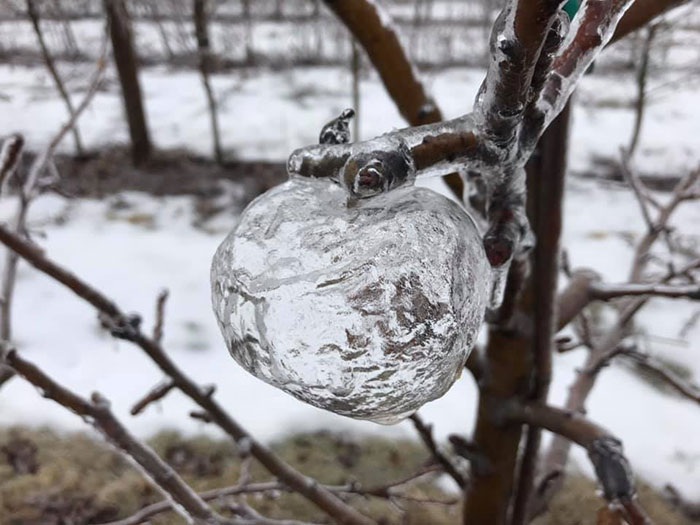 Ce fermier a été surpris de trouver des « pommes fantômes » dans les arbres après le vortex polaire