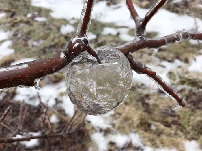 Ce fermier a été surpris de trouver des « pommes fantômes » dans les arbres après le vortex polaire