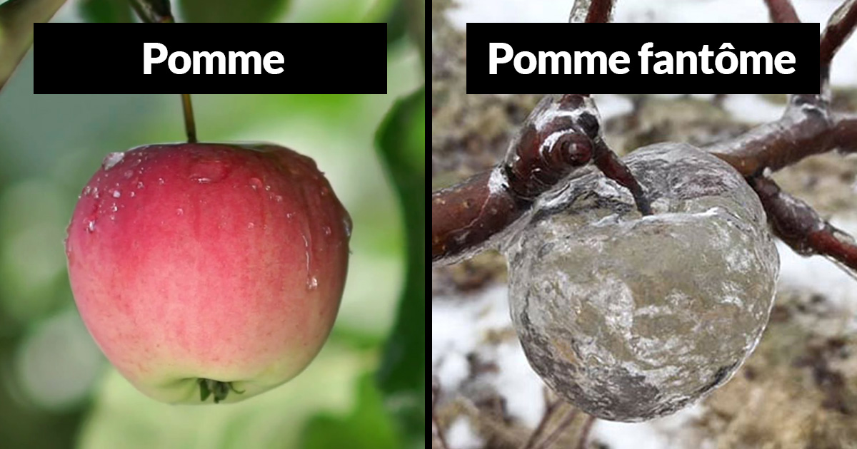 Ce fermier a été surpris de trouver des « pommes fantômes » dans les arbres après le vortex polaire