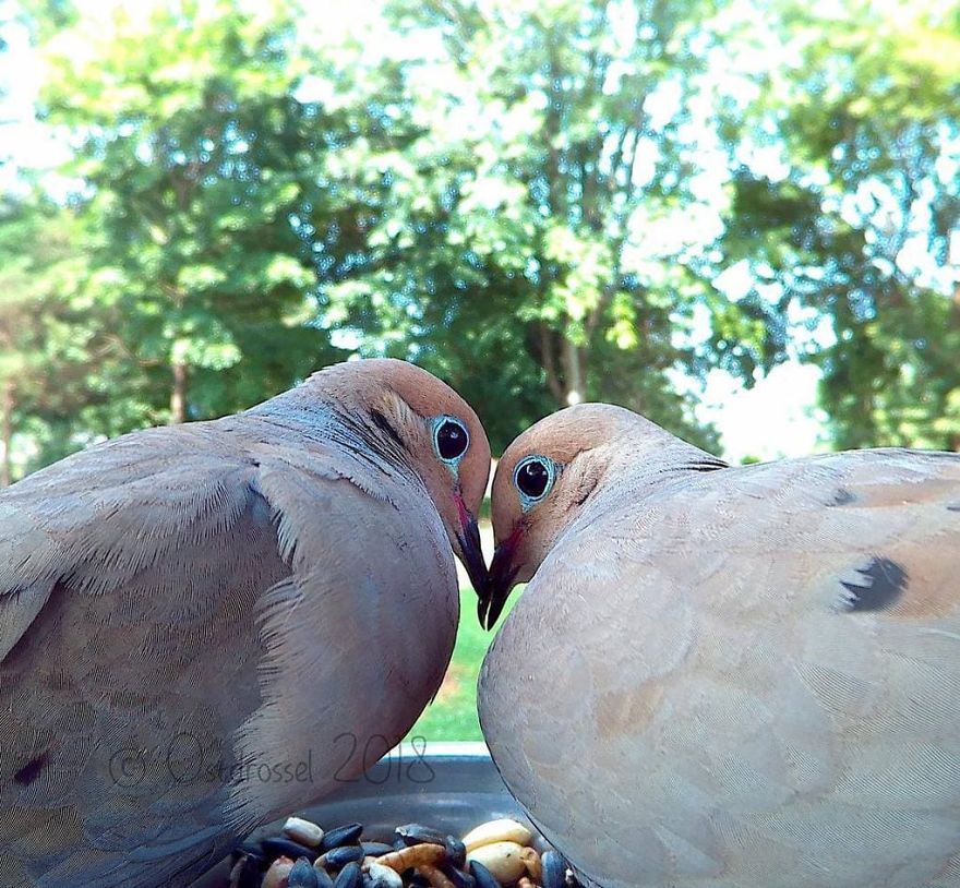 Cette femme a installé une cabine photo pour les oiseaux dans sa cour et les résultats sont extraordinaires (30 photos)
