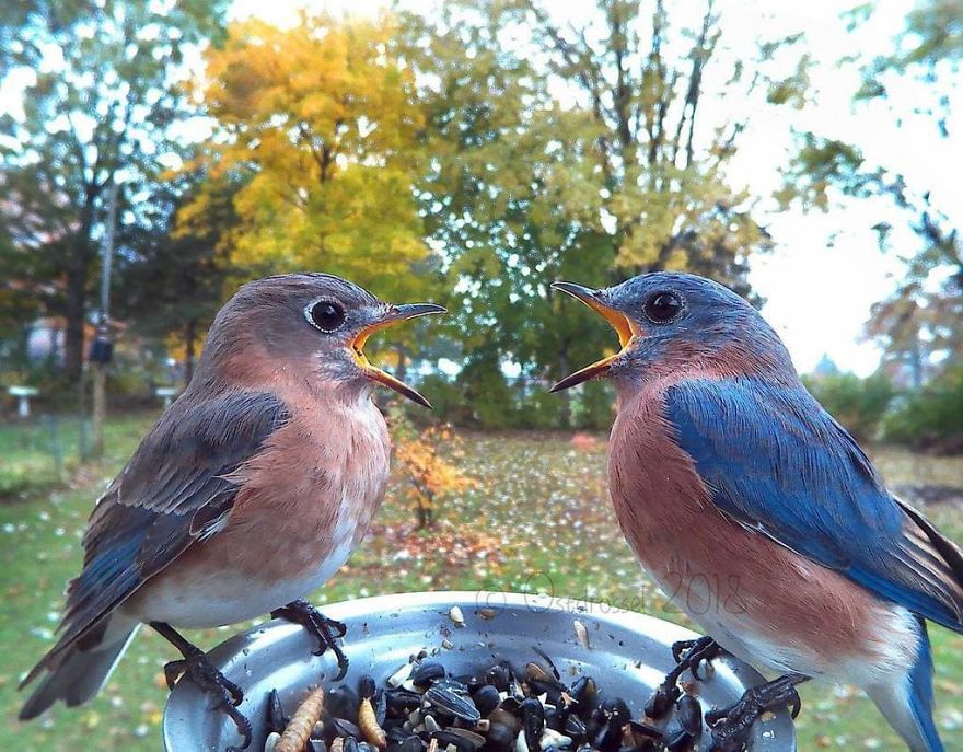 Cette femme a installé une cabine photo pour les oiseaux dans sa cour et les résultats sont extraordinaires (30 photos)