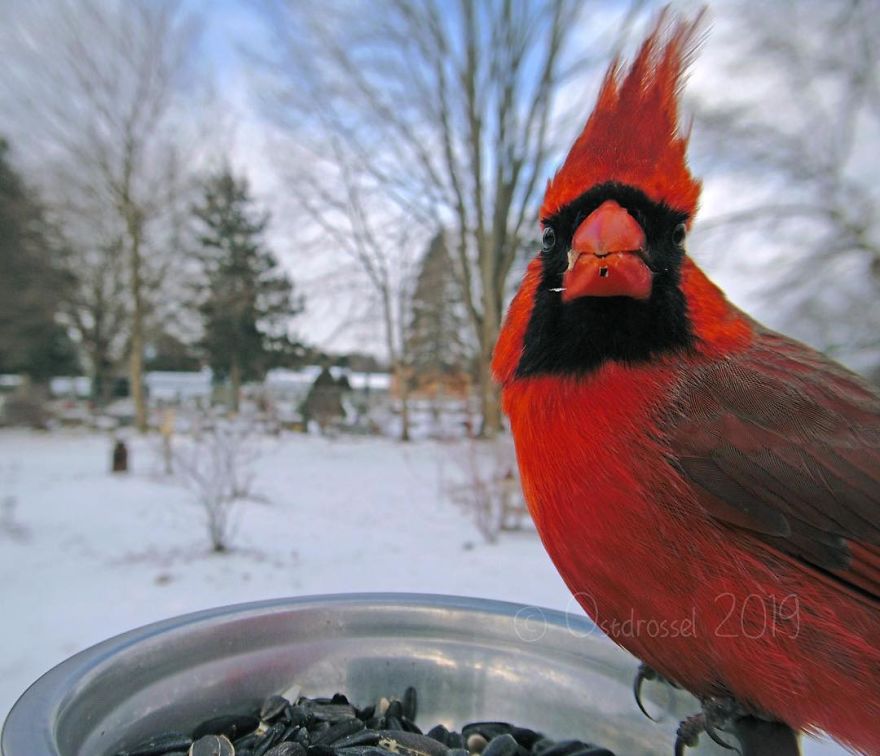 Cette femme a installé une cabine photo pour les oiseaux dans sa cour et les résultats sont extraordinaires (30 photos)
