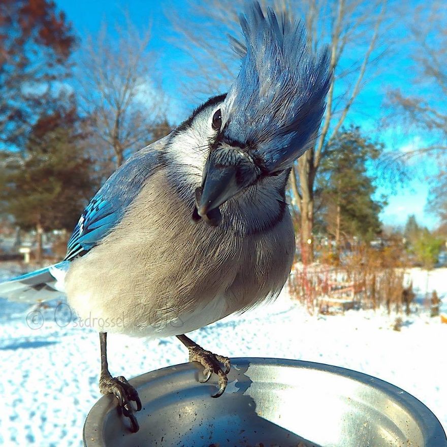 Cette femme a installé une cabine photo pour les oiseaux dans sa cour et les résultats sont extraordinaires (30 photos)