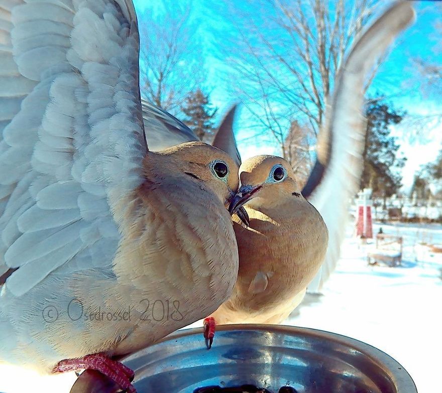Cette femme a installé une cabine photo pour les oiseaux dans sa cour et les résultats sont extraordinaires (30 photos)