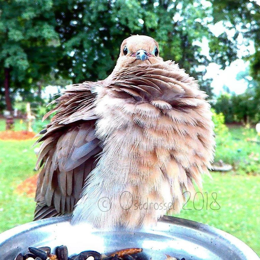 Cette femme a installé une cabine photo pour les oiseaux dans sa cour et les résultats sont extraordinaires (30 photos)