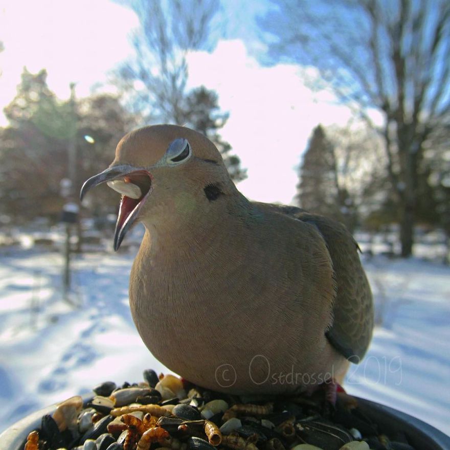 Cette femme a installé une cabine photo pour les oiseaux dans sa cour et les résultats sont extraordinaires (30 photos)