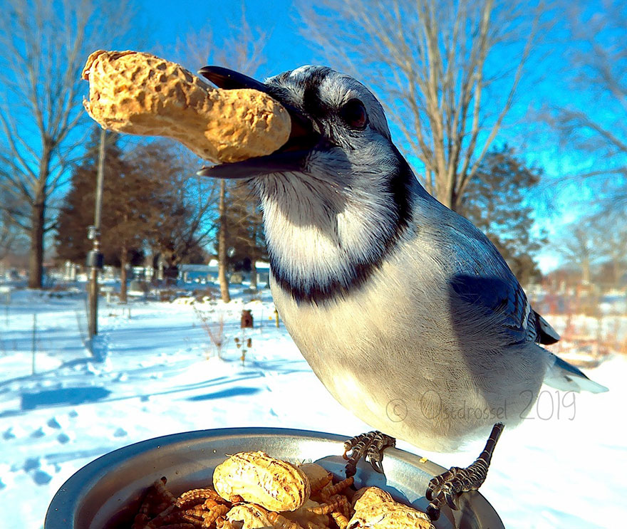 Cette femme a installé une cabine photo pour les oiseaux dans sa cour et les résultats sont extraordinaires (30 photos)