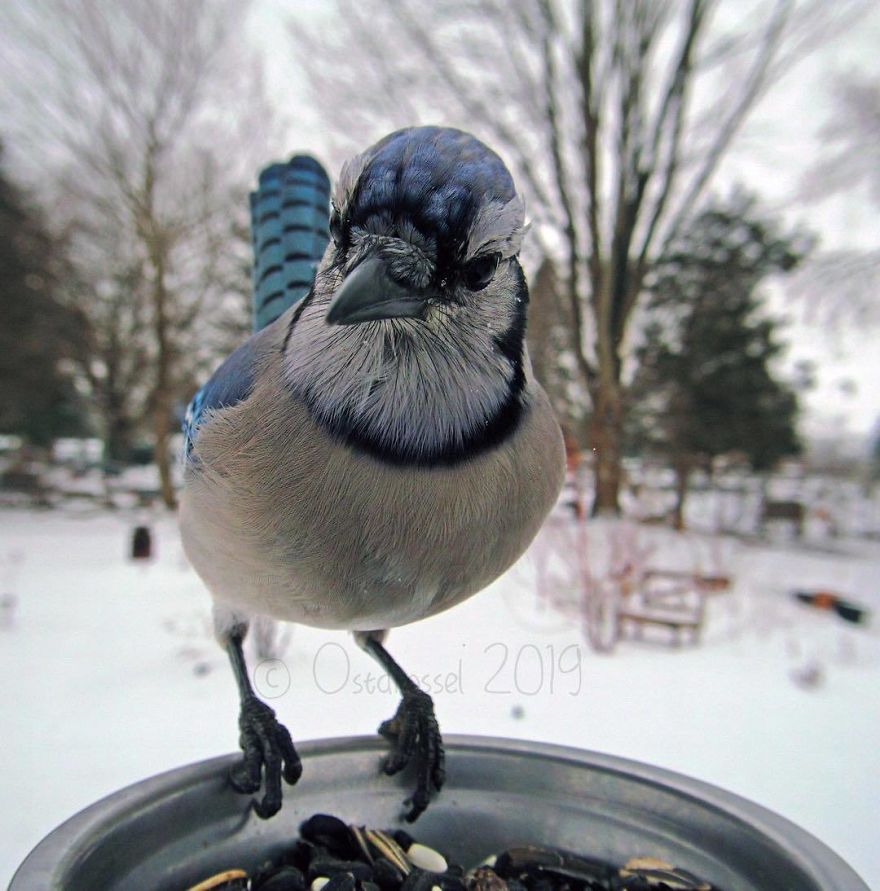Cette femme a installé une cabine photo pour les oiseaux dans sa cour et les résultats sont extraordinaires (30 photos)
