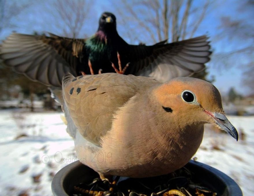 Cette femme a installé une cabine photo pour les oiseaux dans sa cour et les résultats sont extraordinaires (30 photos)