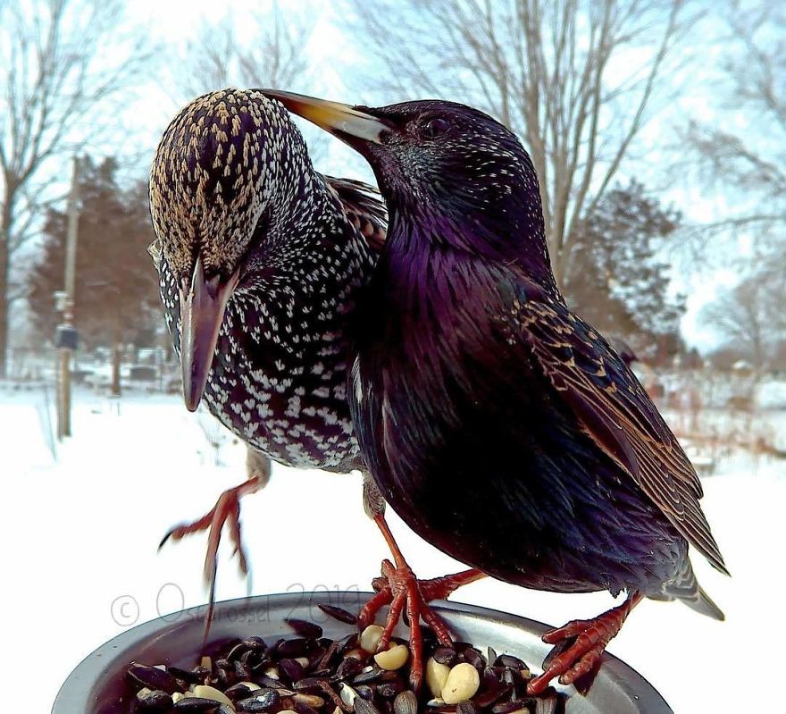 Cette femme a installé une cabine photo pour les oiseaux dans sa cour et les résultats sont extraordinaires (30 photos)