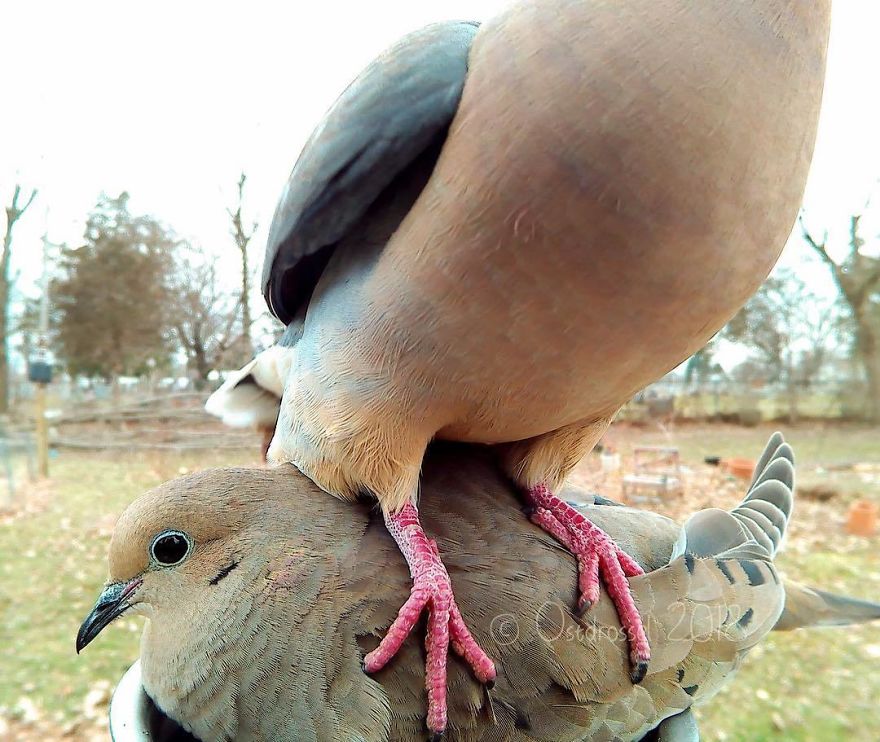 Cette femme a installé une cabine photo pour les oiseaux dans sa cour et les résultats sont extraordinaires (30 photos)