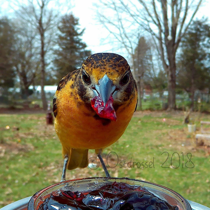 Cette femme a installé une cabine photo pour les oiseaux dans sa cour et les résultats sont extraordinaires (30 photos)