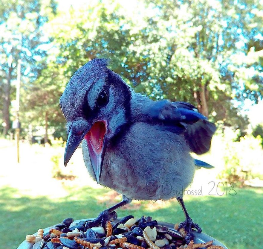 Cette femme a installé une cabine photo pour les oiseaux dans sa cour et les résultats sont extraordinaires (30 photos)