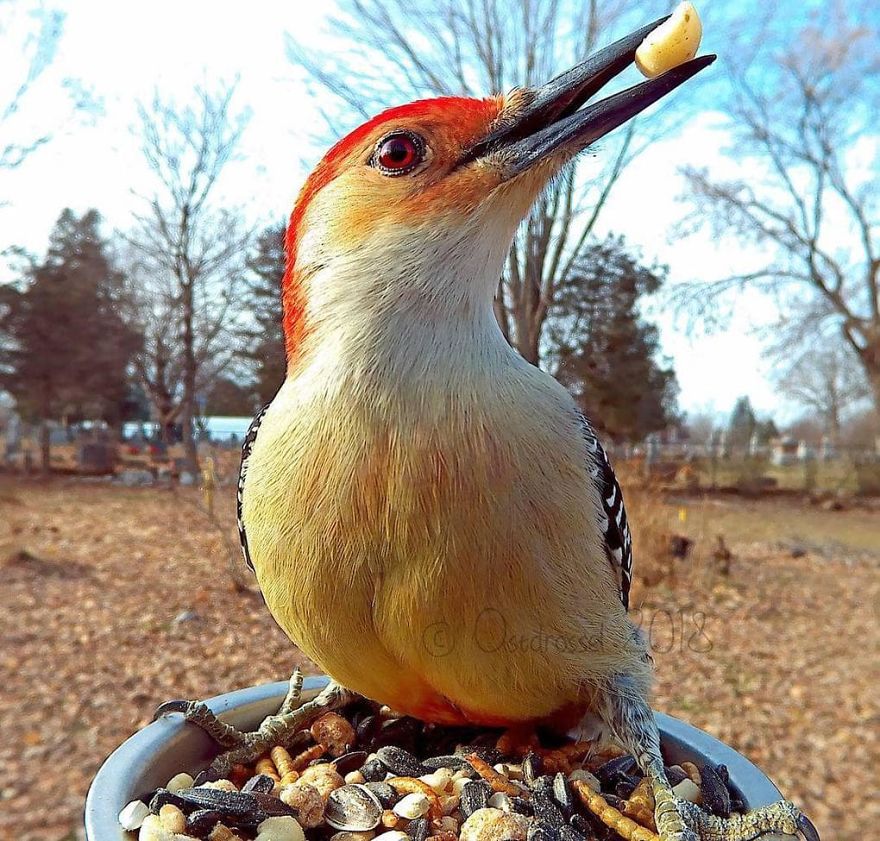 Cette femme a installé une cabine photo pour les oiseaux dans sa cour et les résultats sont extraordinaires (30 photos)