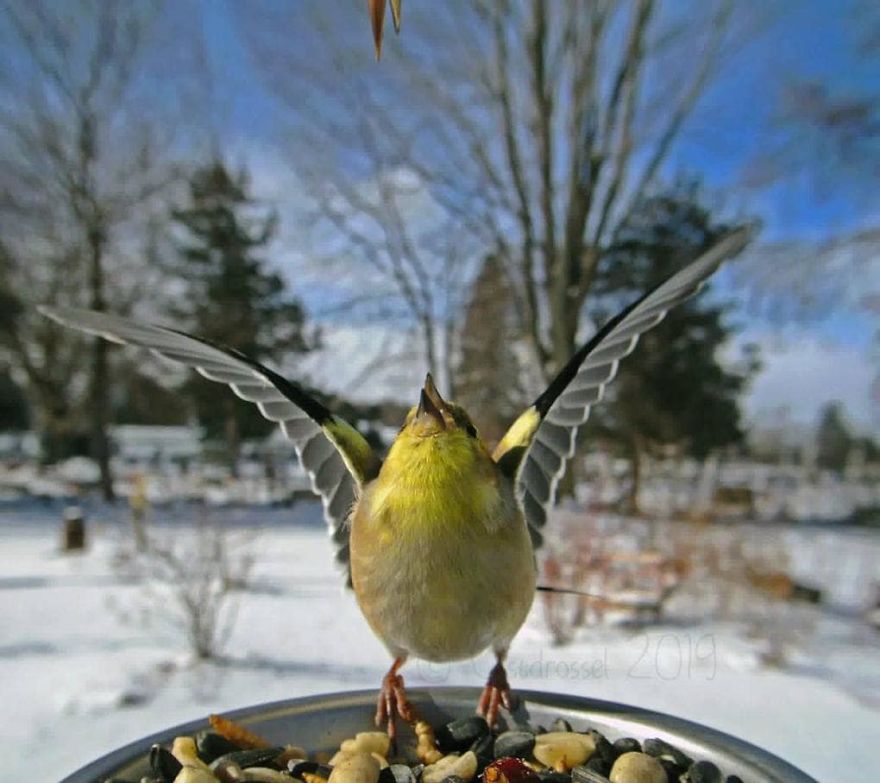 Cette femme a installé une cabine photo pour les oiseaux dans sa cour et les résultats sont extraordinaires (30 photos)