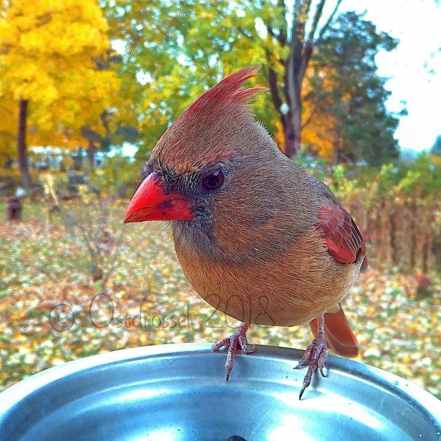 Cette femme a installé une cabine photo pour les oiseaux dans sa cour et les résultats sont extraordinaires (30 photos)