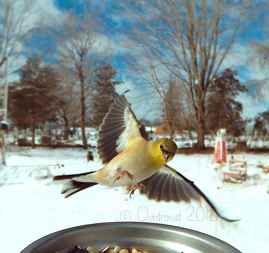 Cette femme a installé une cabine photo pour les oiseaux dans sa cour et les résultats sont extraordinaires (30 photos)
