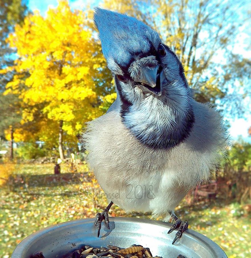 Cette femme a installé une cabine photo pour les oiseaux dans sa cour et les résultats sont extraordinaires (30 photos)