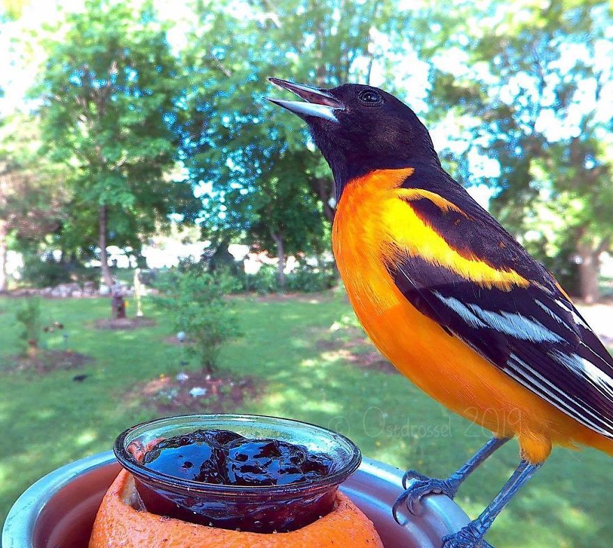 Cette femme a installé une cabine photo pour les oiseaux dans sa cour et les résultats sont extraordinaires (30 photos)