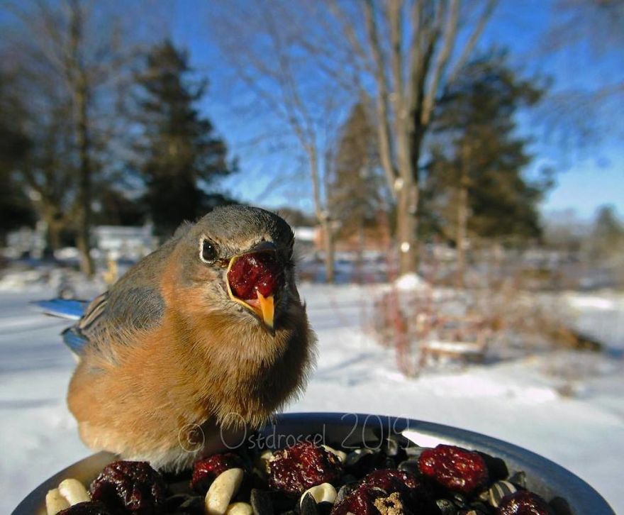 Cette femme a installé une cabine photo pour les oiseaux dans sa cour et les résultats sont extraordinaires (30 photos)