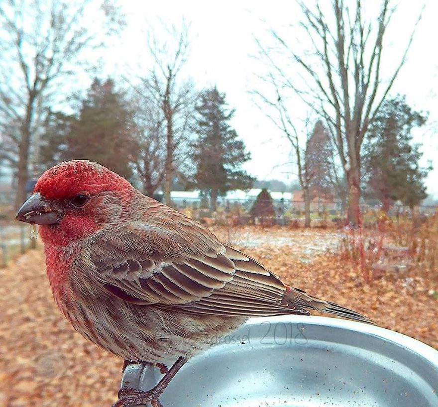 Cette femme a installé une cabine photo pour les oiseaux dans sa cour et les résultats sont extraordinaires (30 photos)