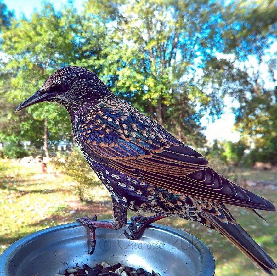 Cette femme a installé une cabine photo pour les oiseaux dans sa cour et les résultats sont extraordinaires (30 photos)