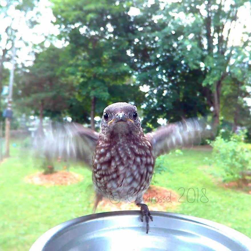 Cette femme a installé une cabine photo pour les oiseaux dans sa cour et les résultats sont extraordinaires (30 photos)