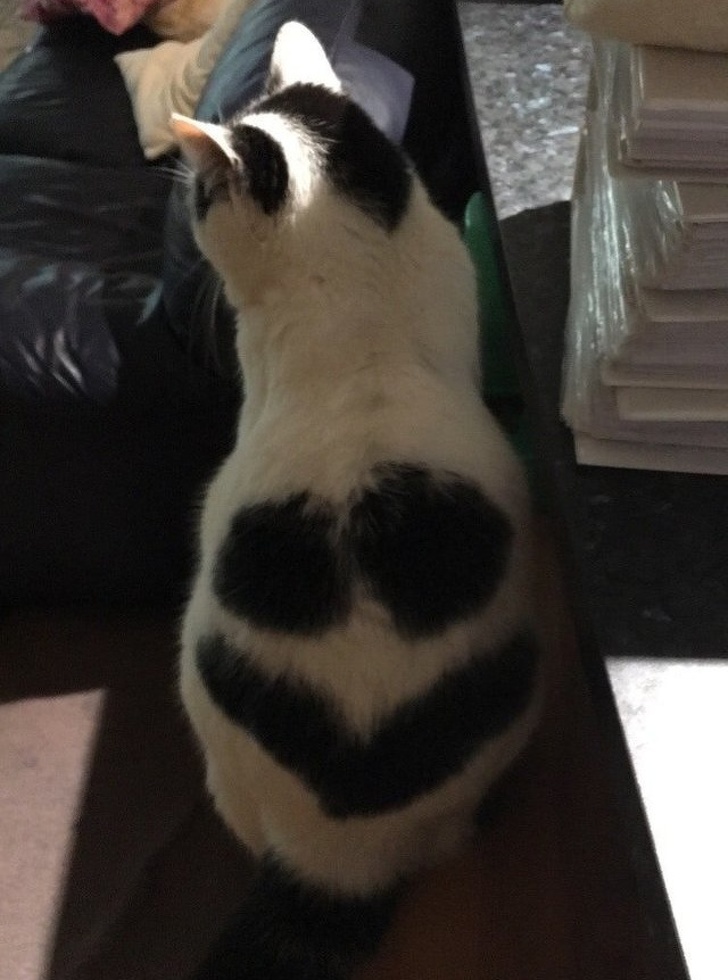 31 Chats Aux Robes Les Plus Insolites De Tous Les Temps Nouvelles Images Ipnoze 31 Chats Aux Robes Les Plus Insolites De Tous Les Temps Nouvelles Images Ipnoze