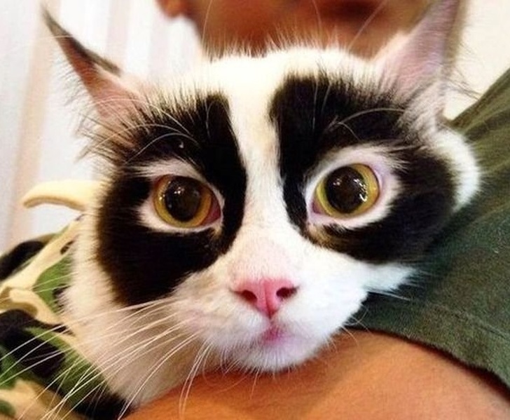 31 chats aux robes les plus insolites de tous les temps (nouvelles images) Chats-taches-etranges-droles-007